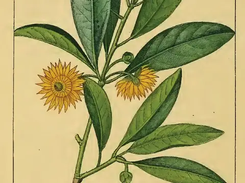 Badiane (Illicium verum)