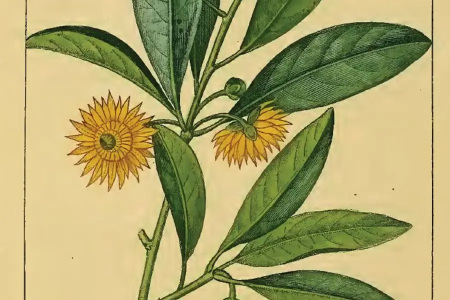 Badiane (Illicium verum)