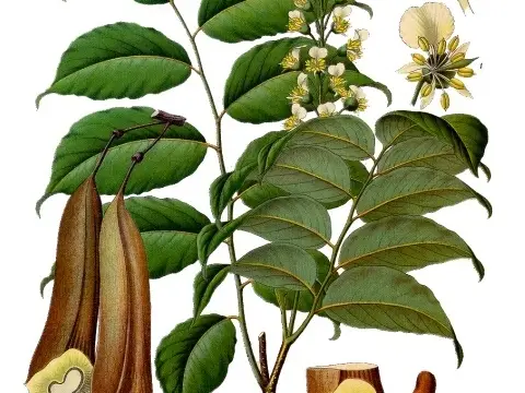 Baume de Tolu (Myroxylon balsamum)