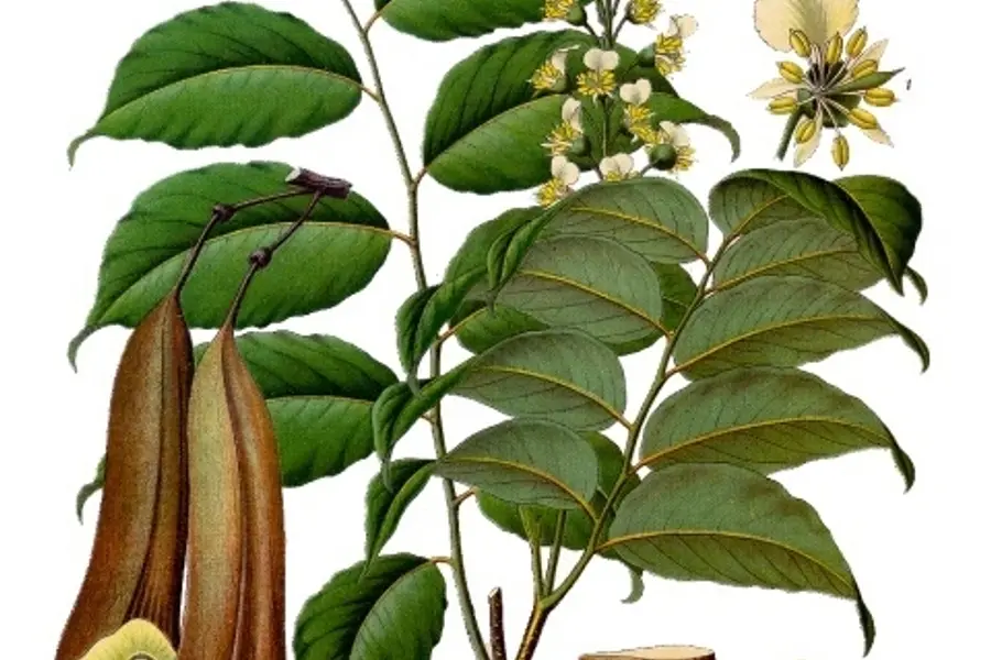 Baume de Tolu (Myroxylon balsamum)