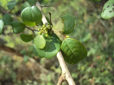 Bdellium (Commiphora wightii)