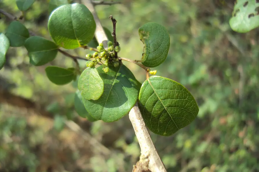 Bdellium (Commiphora wightii)