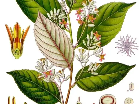 Benjoin (Styrax benzoin)