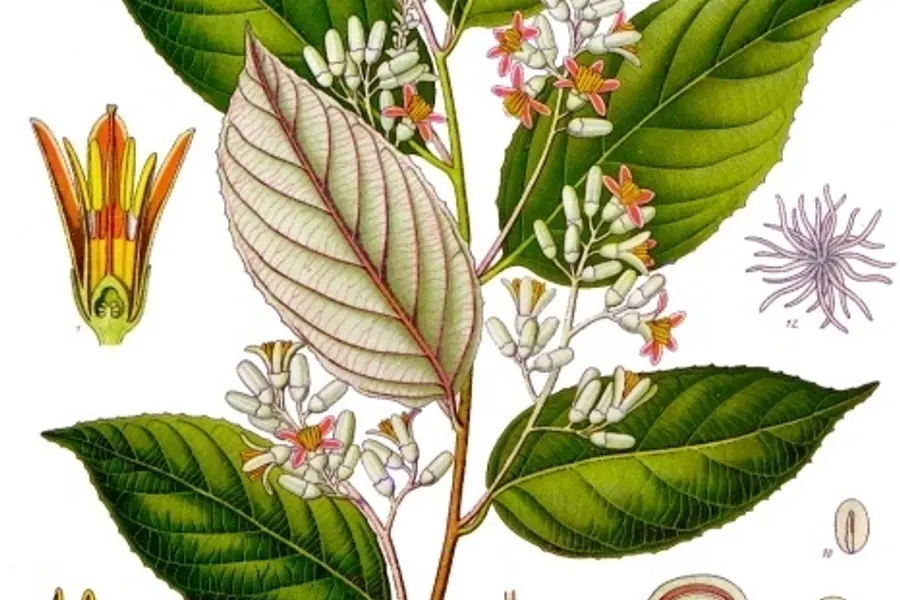 Benjoin, résine douce à l'odeur de vanille
