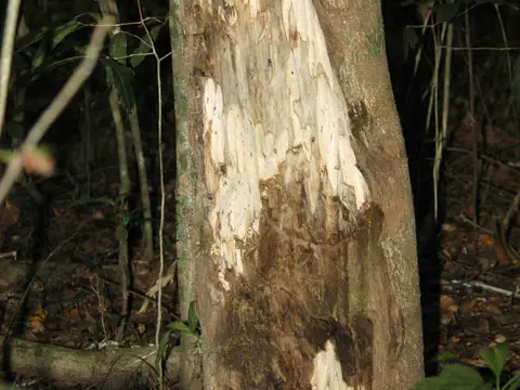 Bois d'agar (Aquilaria malaccensis)