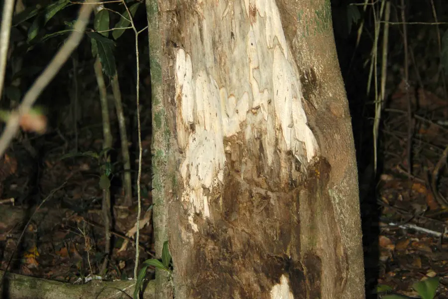 Bois d'agar (Aquilaria malaccensis)