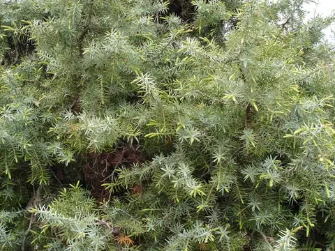 Bois de cade (Juniperus oxycedrus)