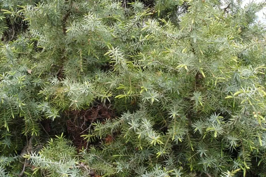 Bois de cade (Juniperus oxycedrus)