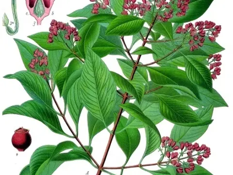 Bois de santal (Santalum album)