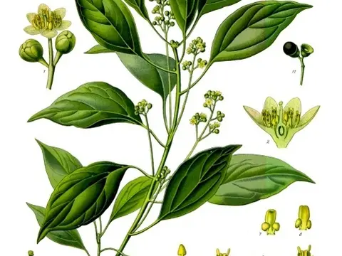 Camphre (Cinnamomum camphora)