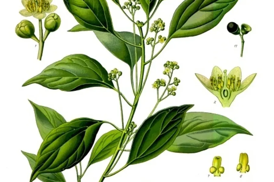 Camphre (Cinnamomum camphora)