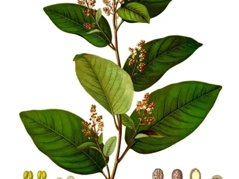 Cascarille (Croton eluteria)