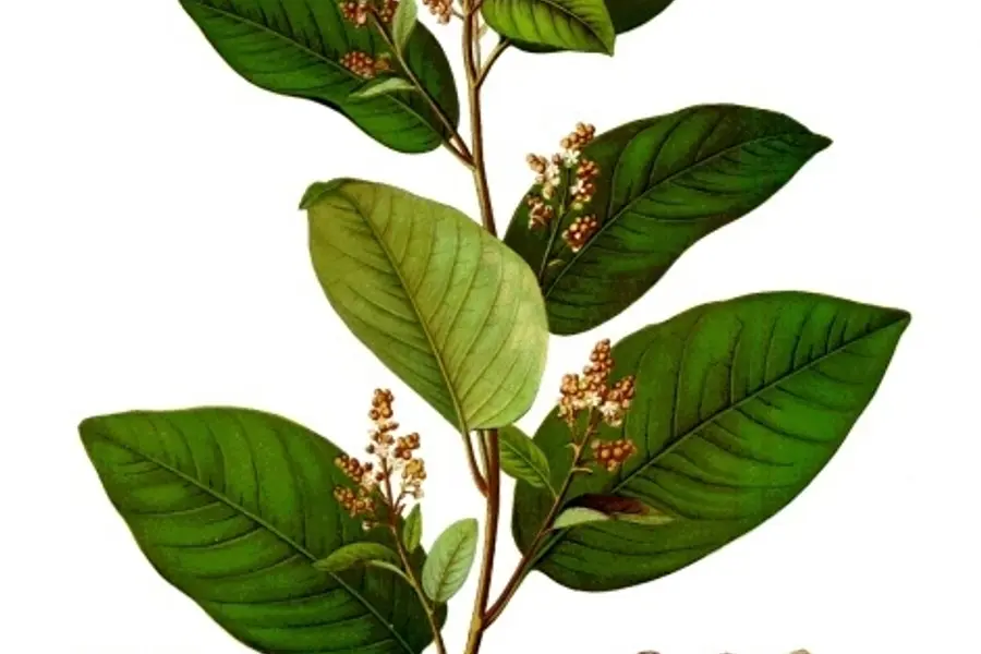 Cascarille (Croton eluteria)