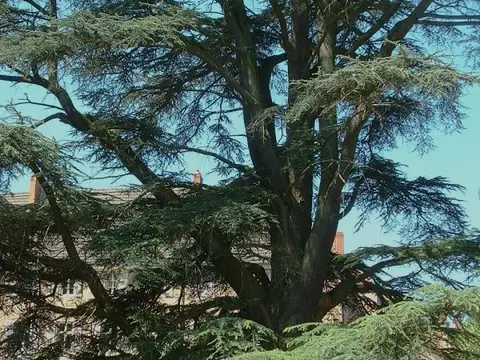 Cèdre (Cedrus atlantica)