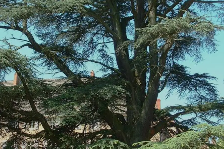 Cèdre, bois de fumigation