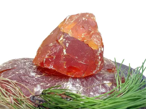 Colophane (Pinus spp.)
