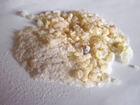 Dammar (Shorea spp.)