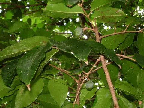 Élémi (Canarium luzonicum)