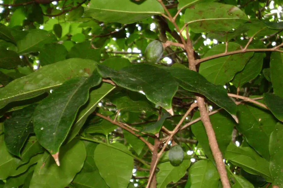 Élémi (Canarium luzonicum)