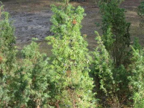 Genévrier (rameaux) (Juniperus communis)