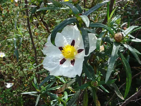 Labdanum (Cistus ladanifer)