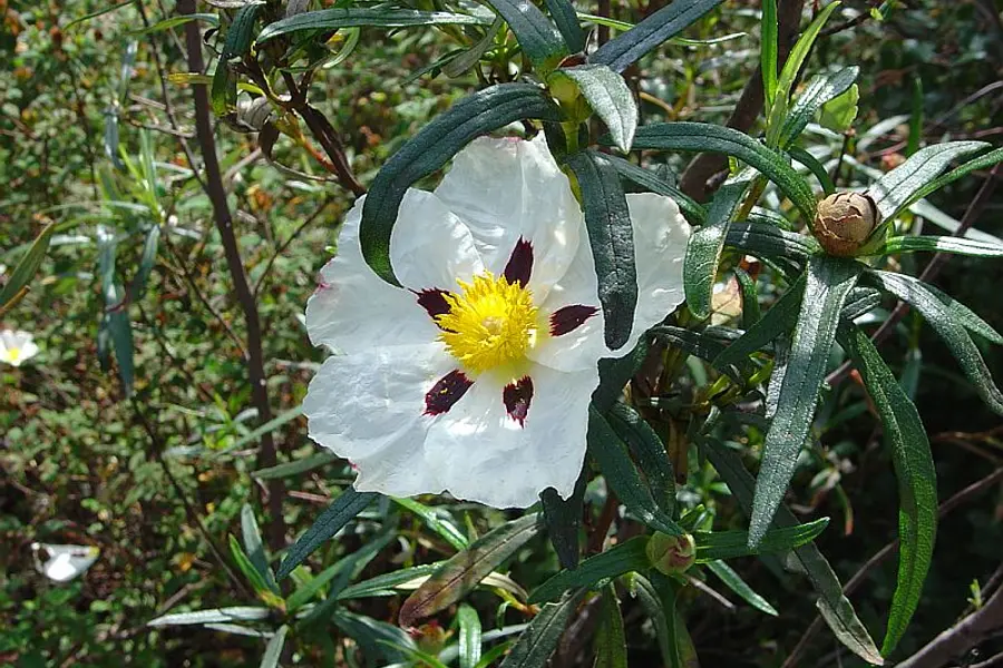 Labdanum (Cistus ladanifer)