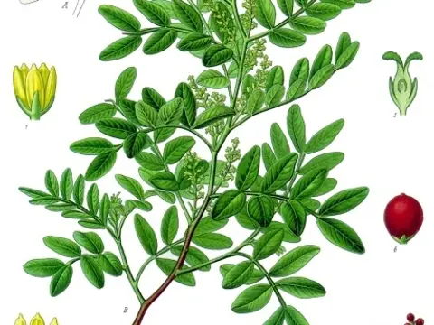 Mastic (Pistacia lentiscus)