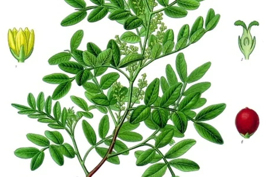 Mastic (Pistacia lentiscus)