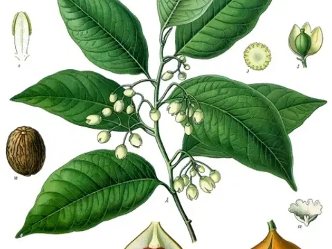Muscade (Myristica fragrans)