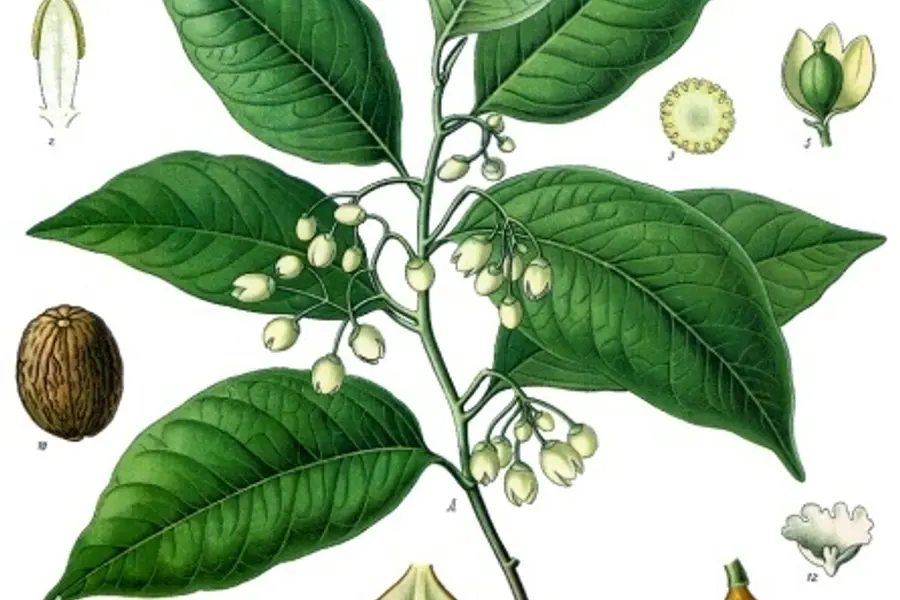 Muscade (Myristica fragrans)