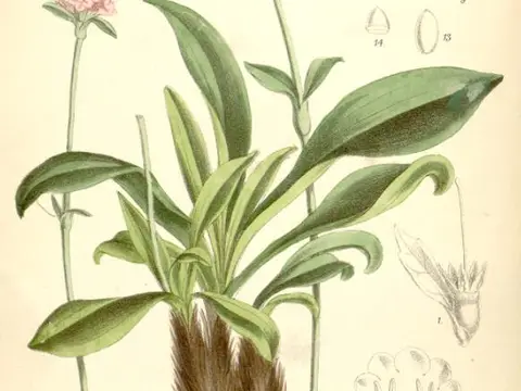 Nard (Nardostachys jatamansi)