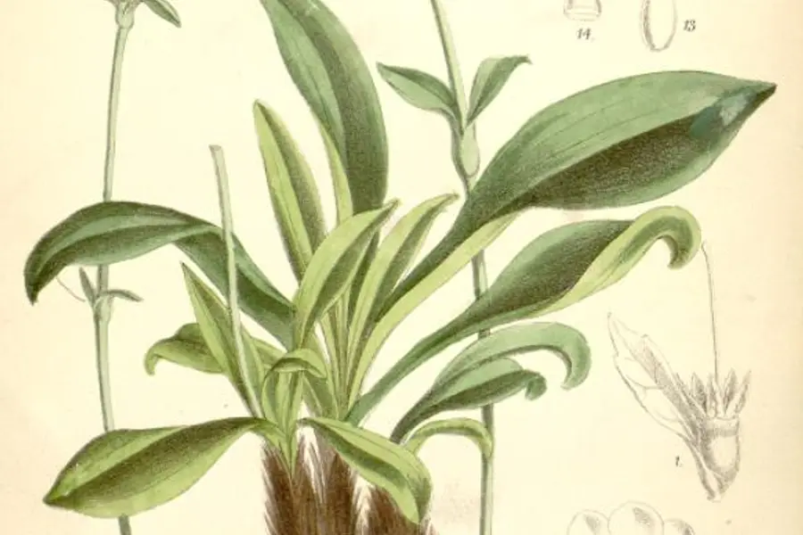 Nard (Nardostachys jatamansi)