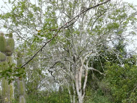 Palo santo (Bursera graveolens)