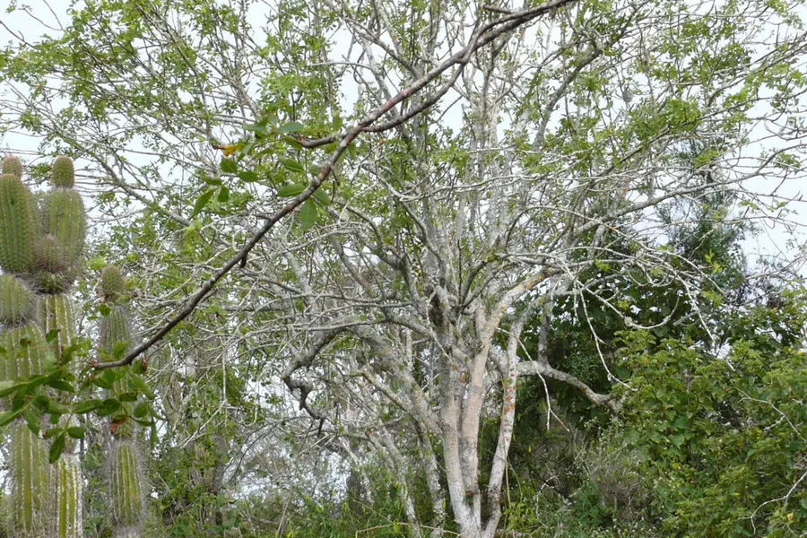 Bâtonnet de palo santo, le bois saint d'Amérique du Sud