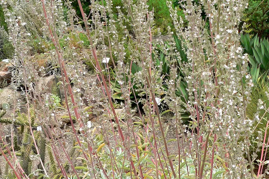 Fagot de plantes séchées pour la fumigation