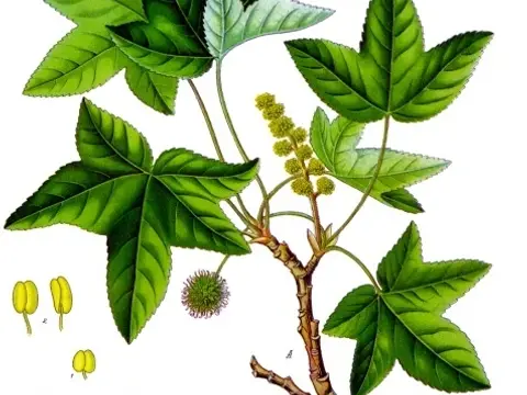 Storax (Liquidambar orientalis)