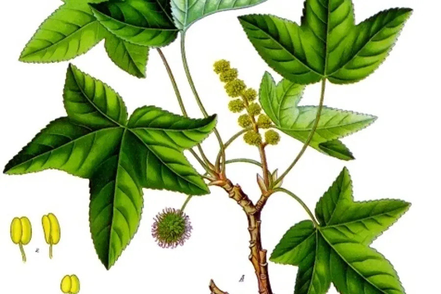Storax (Liquidambar orientalis)