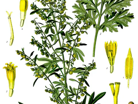 Absinthe (Artemisia absinthium)