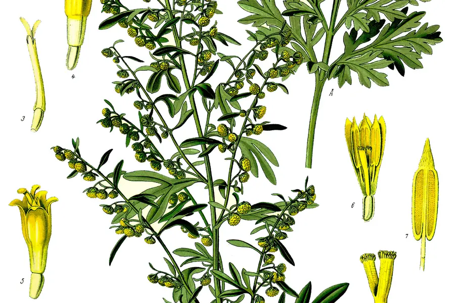 Absinthe (Artemisia absinthium)