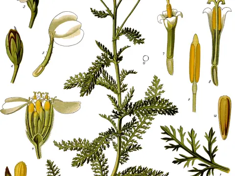 Achillée millefeuille (Achillea millefolium)