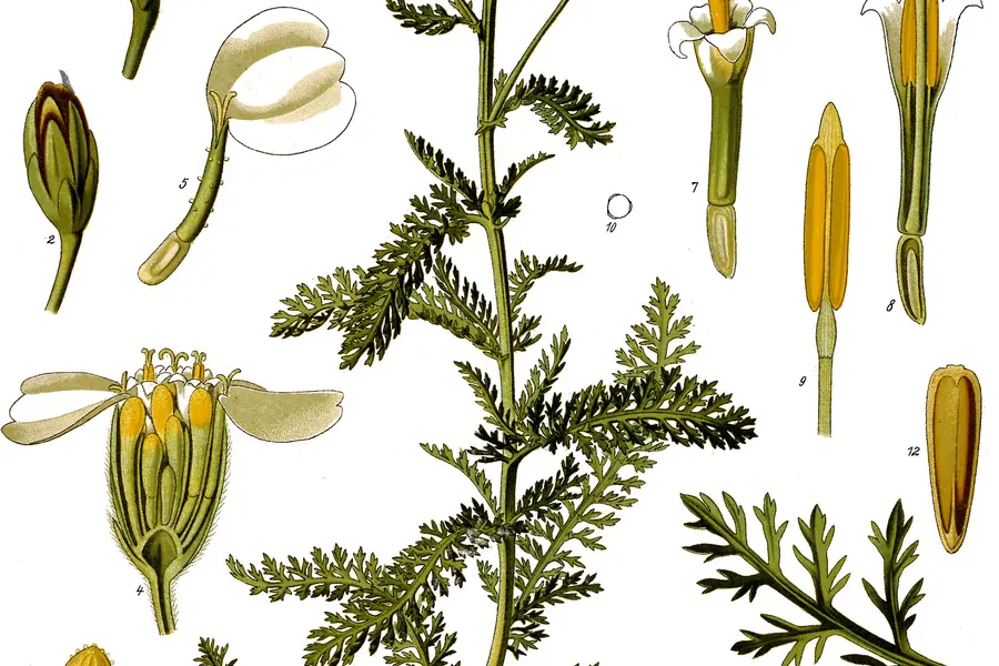 Achillée millefeuille (Achillea millefolium)