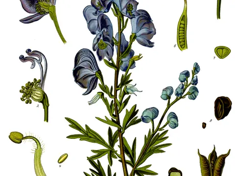 Aconit napel (Aconitum napellus)