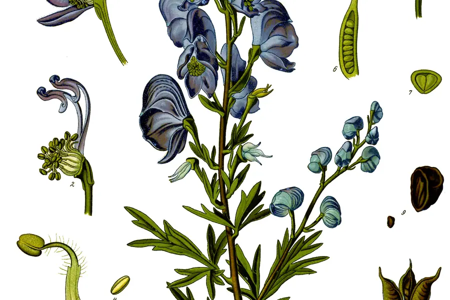 Aconit napel (Aconitum napellus)