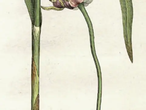 Ail (Allium sativum)