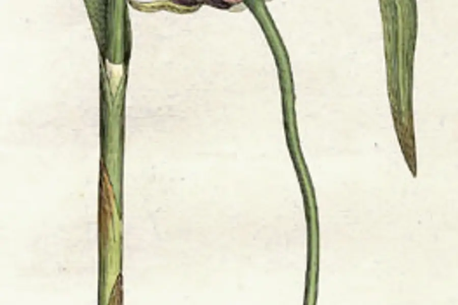 Ail (Allium sativum)