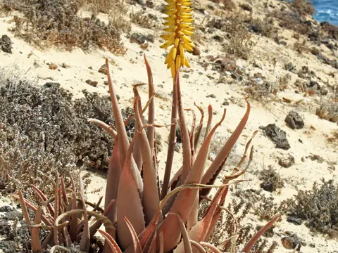 Aloès (Aloe vera)