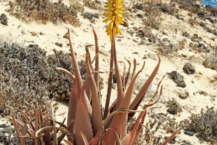 Aloès (Aloe vera)