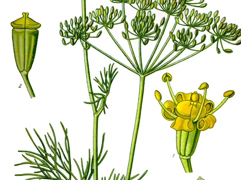 Aneth (Anethum graveolens)