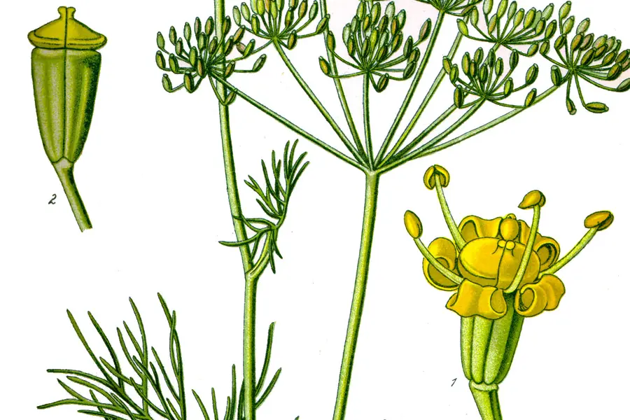 Aneth (Anethum graveolens)