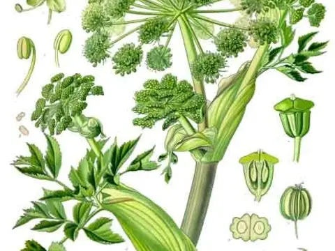 Angélique (Angelica archangelica)